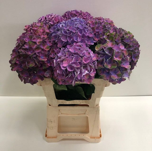 Hydrangea mag opal.jpg